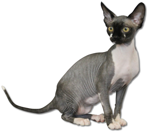 Amanude Luna Eclipse - Black Bi-colour